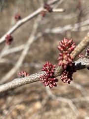 Cercis chinensis