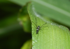 Microlinyphia sterilis