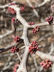 Cercis chinensis
