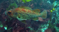 Sebastes auriculatus