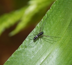 Microlinyphia sterilis