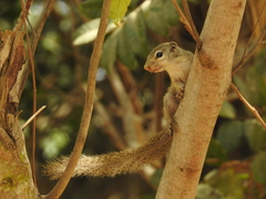 Heliosciurus gambianus