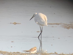 Egretta garzetta