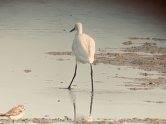 Egretta garzetta