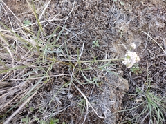 Lomatium geyeri