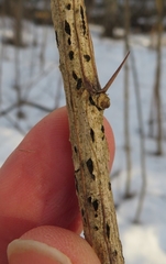 Cucurbitaria berberidis