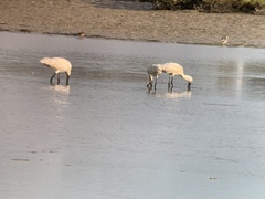 Platalea leucorodia