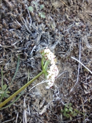 Lomatium geyeri