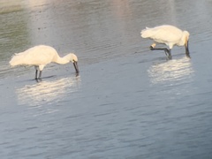 Platalea leucorodia