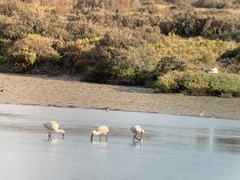 Platalea leucorodia