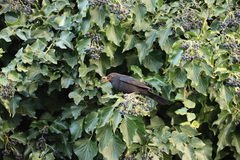 Turdus merula