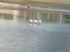 Platalea leucorodia
