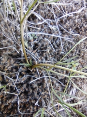 Lomatium geyeri