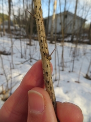 Cucurbitaria berberidis