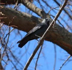 Corvus monedula