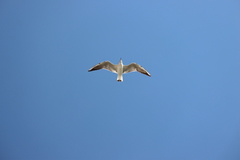 Chroicocephalus ridibundus