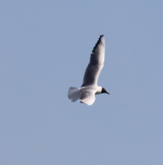 Chroicocephalus ridibundus