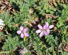 Erodium cicutarium