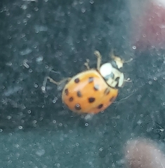 Harmonia axyridis