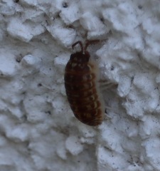 Armadillidium versicolor