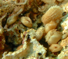 Striarca lactea