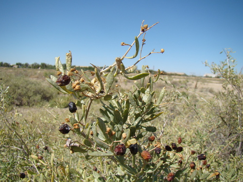 Image of Nitraria schoberi by (c) Юрий Данилевский (Yuriy Danilevsky), some rights reserved (CC BY)