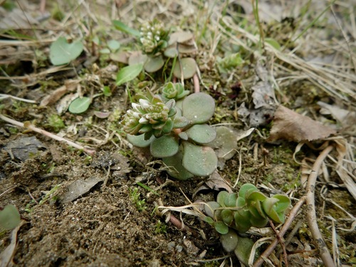 Sedum ternatum