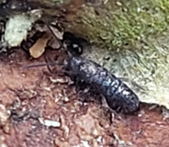 Pogonognathellus longicornis