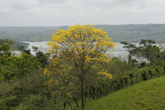 Handroanthus guayacan