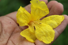 Handroanthus guayacan