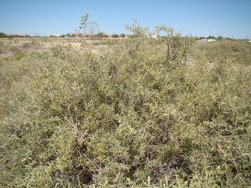Image of Nitraria schoberi by (c) Юрий Данилевский (Yuriy Danilevsky), some rights reserved (CC BY)