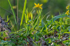 Tulipa sylvestris biebersteiniana