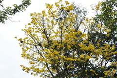 Handroanthus guayacan