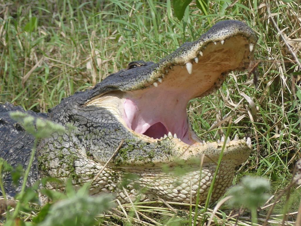 American Alligator from 4399 Winter Lake Rd, Lakeland, FL 33803, USA on March 23, 2022 at 1153