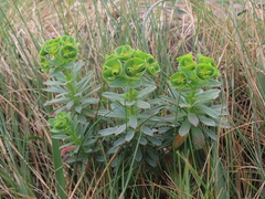 Euphorbia portlandica