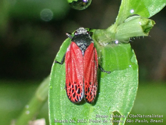 Mahanarva rubripennis