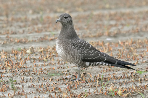 Long-tailed Jaeger