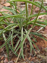 Frasera albicaulis