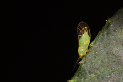 Heteropsylla