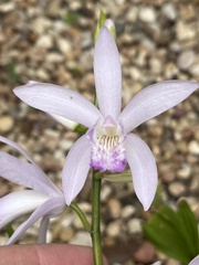 Coelogyninae