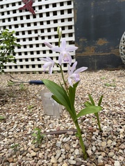 Coelogyninae