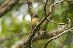 Contopus latirostris blancoi