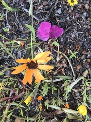 Dimorphotheca sinuata