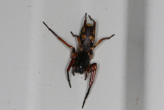 Leichhardteus