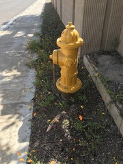 Dimorphotheca sinuata