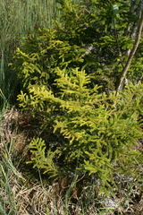 Oriental Spruce (Picea orientalis)