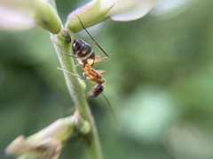 Camponotus substitutus