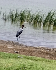 Leptoptilos crumenifer