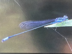 Acanthagrion trilobatum