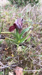 Bilamellaria